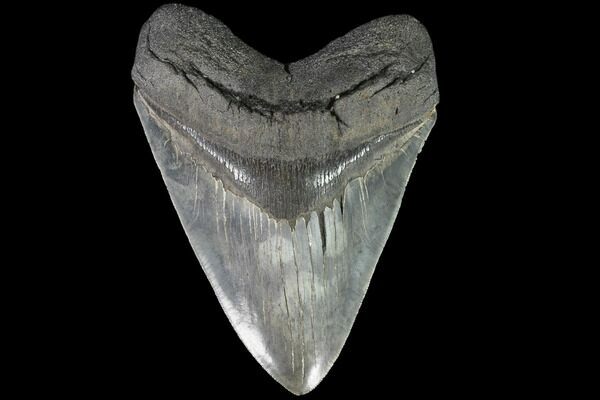 A 6.18" fossil Megalodon tooth collected from a river in Georgia.
